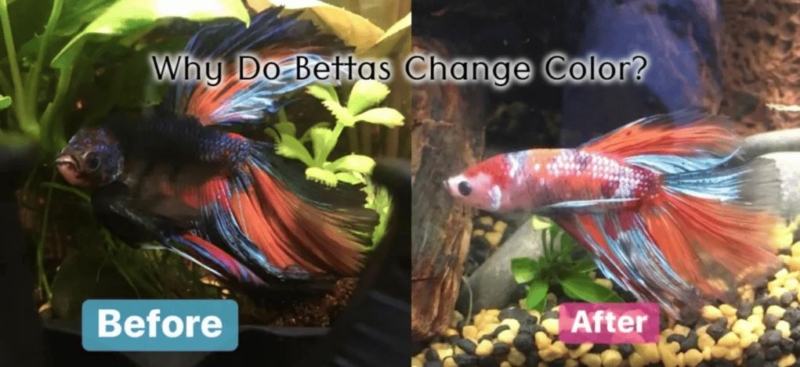 Why Do Betta fish Change Color
