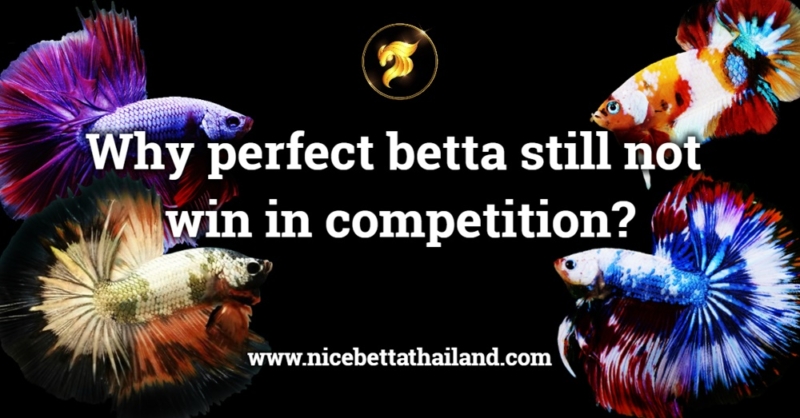 Why perfect betta still not win in competition