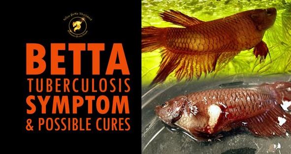 Betta Tuberculosis Before we get started to learn about betta tuberculosis we should know that it’s quite rare for bettas to contract tuberculosis, so don’t panic if your betta fish starts exhibiting one of the symptoms that can be indicative of TB. The chances are it’s a different illness altogether and with the right treatment your betta will make a recovery. What is Tuberculosis? Siamese fighting fish or betta tuberculosis is a slow-blooming disease that a betta can have for up to 6 months before exhibiting any symptoms. Ultimately, the bacteria will attack the internal organs (especially liver and kidneys), causing organ failure. This is when the symptoms of TB will show – such as raised scales, bloated body – and will be swiftly followed by death. This is the only fish disease known to be contagious to man, although the good news is it’s very hard to contract tuberculosis from a fish. Fish tuberculosis can be resident in water but has also been linked to live foods (researchers found cases of live foods infected by tuberculosis), and is mainly passed by ingestion (eating contaminated live food, or eating a dead fish that was a carrier, etc…) Betta Tuberculosis Symptoms If your betta is suffering from tuberculosis, its health will suddenly start to deteriorate. He or she may start losing weight, grow body deformities such as popeye, suffer from bloated gills and scales, red clamped gills, raised scales (otherwise known as pine-coning), fin rot and body rot, red patches on its body and grey lesions along its side. The symptoms can really vary with tuberculosis — a betta can get some of them, none of them or all of them, but will die very soon after contraction if it is indeed tuberculosis that it’s suffering from. However, just because a betta has any of the symptoms shown above, it doesn’t necessarily mean it has tuberculosis — it could be symptomatic of a different illness as well. Possible Cures Betta Tuberculosis Sadly, there are no cures for betta tuberculosis. By the time you find out your fish has tuberculosis, it’s too late to take action. The only way to safeguard against tuberculosis is by feeding it reliably-sourced live food, although as we’ve mentioned it is rare for a betta to contract TB so you shouldn’t worry too much. Live food that has been frozen is a good substitute if you can’t get non-frozen live good. Live microworms and vinegar eel are also fine as they are not known to carry tuberculosis. You should also buy your fish from reliable suppliers that you know stock healthy fish, especially if you are adding more than one fish to an aquarium. All it takes is for one fish infected with TB to be added to the aquarium and it will likely spread to them all. Betta tuberculosis summary Betta fish tuberculosis is caused by Mycobacteria spp. bacteria, which can be found in contaminated water or fresh food. This bacteria grows very slowly and shows clear symptoms after infection for a while. Sick fish will have symptoms of weight loss, thinness, constipation, bulging eyes, fin rot, and may have a swollen body or scales like drop-C disease. Diagnosis is difficult. Laboratory tests such as acid stain or tissue examination are required. There is no definite treatment. Fish must be culled and all equipment cleaned. The best prevention is to buy fish from reliable sources, avoid fresh food from unclean sources, and quarantine fish before bringing them into the larger system to prevent the spread of infection and reduce the risk of this serious disease in your pond or aquarium.