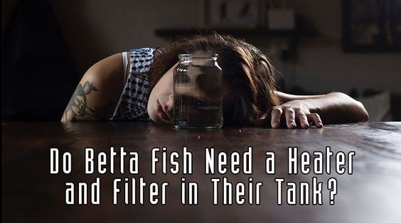Do Betta Fish Need a Heater and Filter in Their Tank Siamese fighting fish are often housed in bowls. That means no filter, and no heater. Even people who keep Betta fish in small tanks rarely provide filtration or heated water, and they survive for the most part. Really, this is what makes the Betta so popular. For beginning fish keepers, kids, college students and others who don’t feel like dealing with the maintenance requirements of a real aquarium, the Betta is a way to have a pet fish without all the hassles of having a pet fish. Unfortunately, these same Betta owners later end up wondering why their fish appears perpetually stressed, or suffers from some malady such as fin rot. Betta may survive in bowls of stagnant water, but that doesn’t mean they are thriving. Cold temperatures and dirty water can cause stress for your Betta and make him more likely to get sick and die before his time. But this doesn’t mean you can’t keep your Betta in an unfiltered, unheated tank. It just means you need to fully understand the requirements of your Betta fish before deciding if that is the correct decision. It also means you need to be ready to do the extra work required to keep an unheated, unfiltered setup in top condition for your fish. In this article we’ll take a look at whether or not you should consider housing your Betta in a tank with a heater and filter. If you are new to Betta keeping, you might want to first check out my article on proper Betta care: How Is the Betta Different From Other Fish? What makes us think it’s okay to keep a Betta in a bowl, anyway? We’d never consider putting any other tropical fish in a tiny bowl without a filter. Betta fish do have physiologies that allow them to survive in low-oxygen environments in the wild. They are anabantids, or labyrinth fish, and they can come to the surface to take a gulp of air when they need it. By the way, this is just one more reason keeping a Betta in a plant vase is a really stupid idea. Your Betta fish needs access to the water surface! In the wilds of Southeast Asia Bettas can live for short periods in small puddles where other fish would perish. This is because of evolutionary adaptations that allow the species to persevere in times of drought or poor water conditions. In other words, they have evolved to take in air, not just rely on the oxygen in the water, so they can survive harsh conditions. This makes them the perfect fish to house in a small bowl, or so it seems. They can do without the aeration effect of a filter, and survive even if the water gets dirty. But think of it like this: You could probably go a month without food if you had to, living on the stored fat in your body. As humans, we have evolved to survive periods of famine by storing fat. But how much fun would you be having during that month without food? You’d probably be pretty miserable, and you might even suffer from some physical problems as a result of your fast. Just because you are surviving doesn’t mean you are thriving. Does a Betta Need a Filter? You can keep a Betta in a bowl, though I personally really hate seeing it. You need to really stay on top of weekly water changes, be sure not to overfeed, and keep the water crystal clear. You also need to make sure your room temperature remains appropriate for tropical fish, which means in the mid-70s. When things go bad in a small bowl, they go bad really fast. Poor water conditions can lead to fin deterioration, infections and, ultimately, premature death for your Betta. This is why, if you are on the fence between a tank or a bowl, I strongly encourage you to choose the tank. To thrive, Betta need clean water just like any other fish. Fish tanks with filtration are able to establish themselves as tiny ecosystems, although they’re ecosystems that need a little help from you. Colonies of microorganisms develop in the tank and in the filter, and they assist in breaking down the waste caused by the fish and his uneaten food. You don’t need to, and shouldn’t, do a complete water change in a tank with a filter as you’ll destroy those helpful microorganisms. About 30% weekly water change is enough, plus vacuuming the gravel and cleaning up any algae. This equates to about ten minutes of work per week for a 10-gallon tank. Compare that to the hassle and time involved with removing your Betta from his bowl or tank, completely cleaning it and the decorations, then adding clean water and waiting for it to return to room temperature before you can put Betta back in his home. Tanks with filtration are simply easier to care for. And the larger the tank, the easier it is to maintain the system. A 55-gallon tank is much, much easier to maintain than a 1-gallon tank. That’s not to say your Betta needs a 55-gallon tank of course, but a 5-10 gallon tank isn’t a bad idea. The actions of a filter also help to oxygenate the water. Betta do best with low-flow filtration, as they tend to get knocked around a lot by high-output filters. Even a low-flow filter will help with oxygenation. Below are a couple of filters to consider for your Betta. No matter what you choose, keep an eye on your fish at first and make sure he is coping with the water movement without any problems. Does a Betta Need a Heater? When people keep Betta fish in bowls or small tanks they usually don’t consider a heater. This means the water temperature will be governed by the surrounding air temperature. This can be bad news. Though people don’t often think of them this way, Betta are tropical fish. That means they live in warmer water in the wild. They require temperatures from the mid-70s, up to around 80 degrees. If your room temperature is consistently in the mid-70s at the lowest, you can get by without a heater. This is true of any tropical fish tank. But if you have periods, at night for instance, when room temperature drops into the 60s or even 50s, you need to consider a heater for your Betta’s tank. Just like pollution, water temperature is easier to control in larger volumes of water. The water temperature in a 1-3 gallon tank or bowl will drop fast as the air temperature goes down. A 10-gallon tank will take a little longer to adjust, and big tanks even longer still. Low water temperatures will cause stress for your Betta, and make him more at risk of disease and premature death. Remember, just because he’s surviving doesn’t mean he’s thriving. You need to keep your Betta’s water temperature between 75-80 degrees if you want him to be as healthy as possible. One of the problems with very small tanks is that even very small heaters may heat them up too much, and you could end up killing your Betta. This is all the more reason you should consider a tank 5 gallons or bigger for your Betta fish. You need to monitor the water temperature and make adjustments to the heater size and/or settings as you go. Ideally, you should set up the tank, heater included, before you ever add your Betta to make sure the temperature is staying within desirable ranges. Taking Care of Your Betta Fish Although I’d really like to see you choose a larger tank with filtration and a heater for your Betta, you can keep him in a bowl if you stay on top of weekly water changes and make sure the water temperature is appropriate for his needs. Missing a water change, or two, or three, will soon mean doom for your pet fish. If you are too busy to perform the weekly maintenance on a smaller vessel, consider keeping your Betta in a 5 or 10-gallon tank with a heater and filtration. It’s less work for you, and a better environment for him. Betta fish are truly the most abused aquarium fish in the world, by both their well-meaning but uneducated owners and by an industry that pushes them out by the millions as disposable pets. It’s unfortunate, but countless Bettas are purchased every day by people who have no clue about their needs. It’s all about education. The first part is understanding how to care for your Betta fish correctly. The second part is telling someone else, so more of these fish can thrive instead of just survive. Please consider keeping your Betta fish in at least a 5-gallon tank with the proper filtration and heater. Summary betta fish need Heater: Betta fish are warm water fish that require a temperature of around 24–28°C (75–82°F) for good health and proper digestion. Water Filter: This helps maintain water quality by removing waste and toxins that build up in the water, which is important for disease prevention and the growth of beneficial bacteria. Aquarium Size: A tank of at least 5 gallons (19 liters) should be selected to provide enough space for the Betta fish and its equipment. Maintenance: The tank should be cleaned regularly and the water changed regularly to maintain a good environment for the Betta fish. Using heaters and filters not only helps the betta fish live a long and healthy life, but also allows the owner to enjoy raising the betta fish happily and confidently.