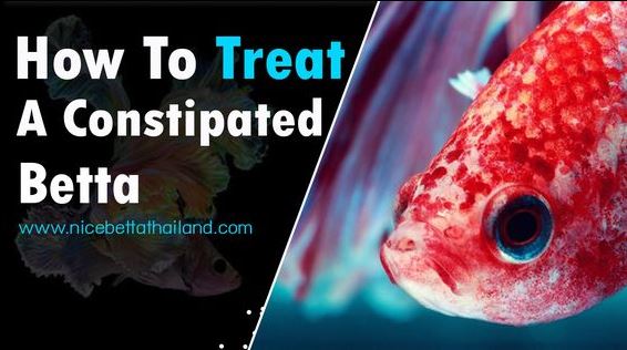 How can I treat a constipated betta fish? Certain foods can cause constipated betta fish. Unsoaked pellets. Bloodworms for example should be fed sparingly. Pellets should be soaked for about a minute before feeding so they expand before being ingested. Bettas have a very short digestive track that can become “blocked” easily. Overfeeding can also cause constipation. Siamese fighting fish should not be fed flakes. I feed my Betta fish a pea once a week and they love it and it helps prevent constipation. Treat a constipated betta fish Here are all the steps you should or may have to take. I’m including worst case scenario at the bottom, but constipation can be a “regular” occurrence and you shouldn’t have to go that far, but I just wanted you to have the knowledge just in case. First, always do a partial water change (somewhere between 25 and 50% I’d say, depending on the tank size… it’s easy to do a 50% change in a 2.5 gallon, not so much in a 50 gallon) in case there is any infection. You’d be surprised what a water change can accomplish if things haven’t gotten too serious yet. Feed your Betta a peeled pea. They may not eat it right away, but leave it in overnight and it will most likely be gone the next day. If not, remove it from the water so it does not foul the tank. I have a bag of frozen peas in the freezer, I take one out, put it in hot tap water for a quick minute and pop the pea out from it’s shell. It usually splits in half, which is fine. My Betta will wrestle with a half or whole and attack it with vigor. Stop feeding your Betta other food for a few days. Try feeding a peeled pea again in a day or two if it did not eat it the first time. If you see significant bloat resulting in pine-coning of scales, this is unfortunately a bad sign, meaning your fish has Dropsy, a symptom of kidney failure. This is not usually treatable as there is no known cure once organ failure has occurred. If you have caught it very early, you can treat with an antibiotic which may cure the underlying infection causing the problem. I used Seachem Kanaplex, but did not unfortunately catch it early enough. If there is significant bloating (with or without pine-coning), give your Betta an Epsom salt bath. You should NOT add the Epsom salts to the tank. Find a container (even a half gallon tupperware will do). In this example fill the tupperware with a half gallon of water from your tap and treat to remove Chlorine/Chloramine (you can use some tank water and some new water). Match the temp of the tank your Betta is in by filling the sink with several inches of HOT tap water, as hot as it will go. Put the filled tupperware in the sink. Add a tablespoon of Epsom Salts. Test the temp after a couple of minutes as the temp in the container should rise quickly. Stir to dissolve the salts. Do the same for a second container and put about a quarter tsp of salts in that one. Scoop your Betta out of it’s tank and place in the first container for 10 minutes, then move to the second container for 5 minutes and then place back into his/her tank (this method eases stress on your Betta). You can do this twice a day if they are not too stressed from the treatment after the first time. This should ease their swelling somewhat. If your Betta has Dropsy, you may want to consider euthanizing with Clove Oil after a few days. You will know when they are too miserable to put them through anything else. Constipated betta fish Summary Constipated Betta Fish Treatment is not difficult, just understand and pay attention to the correct method. Betta fish that are constipated are usually caused by eating too much pellet food or food that is difficult to digest, resulting in intestinal obstruction. The fish have a swollen belly, do not defecate, and do not eat. The initial treatment is to stop feeding for 2-3 days to allow the digestive system to rest. Then, feed them food that helps with defecation, such as daphnia or finely mashed boiled peas. In severe cases, you can soak the Betta fish in water mixed with Epsom salt to help relax the intestines and reduce swelling. When the fish recovers, you should adjust its feeding behavior by soaking the pellets before feeding them and reducing the amount of food in each meal. Proper care will help your Betta fish recover from constipation and become healthy again. If the fish does not improve within 3-5 days, you should consult Nice Betta Thailand for more information. Good luck with everything