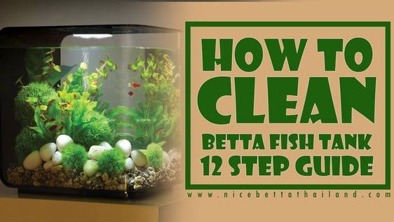 How to clean a betta fish tank in 12 steps