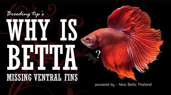 WHY IS BETTA MISSING VENTRAL FINS Betta missing ventral fins one of the most frustrating things with Siamese fighting fish I have experienced is being excited about a spawn, only to have them reach 3-4 weeks of age and… the fry are missing ventrals. I thought it might be worth discussing the possible causes in hopes of helping other breeders since the discussions are rather decentralized around the web. The problem of missing ventral fins Feeding nematodes: banana worms, microworms, walter worms and vinegar eels Medications – especially those for treating velvet Water Quality Other factors? Feeding nematodes: banana worms, microworms, walter worms and vinegar eels This is complicated. The general belief is that the longer any nematode is fed to betta fish fry, espeically as the bulk of the diet, the fry will not have ventral fins. The fry in the photo was fed only banana worms for 3 weeks before adding in baby brine shrimp and other things. I’ve had other spawns where this was true too. But I’ve also had a few that were fed many nematodes and they were fine. There is some other factor at play. It is also a common theory that more bacteria forms on the bottom of the aquarium and it can eat away at the ventrals as the fry rub against the bottom of the aquarium. There is a definite tie to it being more likely to occur if the fry are fed any of the nematodes for long periods. I have found that if I siphon a fry aquarium daily and wipe the bottom if feeding nematodes, that the missing ventral problem occurs less often. Medications – especially those for treating velvet There is also a definite connection with treating fry for velvet with betta copper based medications especially that result in no ventrals. Of course, it is better to risk treating the fry than to let them die from velvet so that is a gamble most breeders will take. I’ve found that using either almond leaf extract or almond leaves often keeps the fry from getting velvet (and they are prone to it with my water). Water Quality No matter how frequently water changes are done or the bottom of the aquarium is wiped, bacteria or toxins can build if the fish are over crowded or food is left decaying in the aquarium for too long. This might possibly be a cause as well. Ideally it should be 2 fry per gallon when growing them out. Bacteria and parasites can definitely eat away fins, including ventrals. Water quality for betta fish health Other Factors I have been talking to an aquatic veterinarian about these issues and if water is too soft the fish cannot absorb enough calcium or magnesium to develop correctly. I will be conducting further tests to try to figure out the specific cause as my second spawn that came up missing ventrals only had vinegar eels for a week, then baby brine shrimp and I introduced pellets and gel foods at 3 weeks… still no ventrals. I’ve raised bettas in my water previously without missing ventrals so there is some other factor at work that I will have to figure out. Betta missing ventral fins summary Betta fry often lack ventral fins, especially during the first week after hatching, as the fins develop slowly and are fragile. One of the main causes is overfeeding tiny worms, such as microworms or vinegar eels, because when they are not eaten, the dead worms rot and breed bacteria. Bacteria from these rot worms can eat away at the pelvic fins as they develop at the bottom of the tank. Water quality also plays an important role — dirty water or water that contains debris increases the chances of problems. Some fish may bite each other’s or their mates’ pelvic fins because the fins resemble food while developing. This problem is not found to be hereditary because when the fry have this problem, the next generation that is fed with other food, such as brine shrimp, does not have this problem. The solution is to avoid overfeeding the worms, switch to baby brine shrimp or daphnia, and focus on good water quality. Rotten food scraps should be sucked out and water changed frequently to prevent bacteria from building up at the bottom of the tank. In conclusion, the lack of pelvic fins in fighting fish is usually due to environmental factors such as improper feeding, dirty water, or fighting each other, not directly due to genes — so the breeding should be adjusted to prevent this.