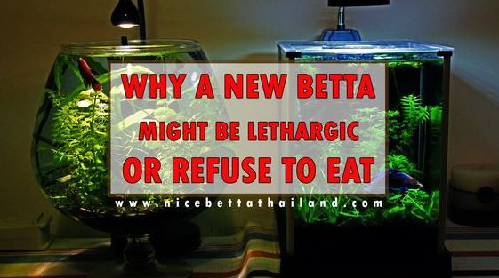 Why A New Betta Might Be Lethargic Or Refuse To Eat If you just got a Betta fish, congratulations! They are very pretty, very personable fish that can bring much pleasure to their keepers. But they have some needs that must be met. If you aren’t meeting those needs, there can be problems. A newly acquired fish may need a few days to settle into a new home, but after that, if he’s not eating or seems lethargic, there are things to check. And, before I start, there is one other thing I’d like to point out. When the fish are kept in small containers in stores, the water can get to be very poor in quality. We tend to think the best thing is to hurry the fish into fresh, clean water. That’s what we would want, right? But fish hate sudden changes and if the change is too big, it can shock them badly, even kill them at times. So if you can, test the water they come in, particularly for pH. If there will be a change in pH of one full point or more, either higher or lower, between the water in the cup and the water in the new fish’s tank, then please take at least a day to slowly acclimate the fish to the new water conditions. (One full point of pH is from 5-6, or 8-7, not the smaller points in between.) The way to do that is to take a bit of water out of the container and replace it with a bit of conditioned new water at the same temperature. Do it again; every few hours. When the fish goes into the new tank water a day or so later on, he won’t be shocked and should adjust much more easily to his new home. Things to Check So, the first thing to check for is ammonia or nitrite or nitrate in the water. You should have water testing kits on hand. What tests can tell us cannot be learned in any other way, so they are important. Chances are there’ll be some ammonia in a new tank, especially if you did not cycle the tank before the fish came to live in it. That’s the Nitrogen cycle, if you’re not familiar with the term. You can read about the cycles in many places here on MAC. Look for ‘ fish in cycle’ or ’the Nitrogen cycle’. If you did not cycle, you’ll need to do that, and while you do, you must never allow the ammonia or nitrite to rise over .25 ppm. Not ever. If the levels do rise higher, then you must change enough water to get them back down to .25 or less, as soon as possible. The ammonia and nitrite are much more dangerous to the fish than any large water change will be. The next most common problem is a tank that’s just too small. The fish really shouldn’t live in anything under 3 gallons in size. One gallon is too small and one litre or less isn’t even remotely ok for any fish. A vase is unacceptable unless it holds at least 3 gallons of water. Never mind what the pet shop said about Betta fish living in tiny puddles. That’s another tale entirely! They don’t fare well in tiny containers. Another common reason for lack of appetite or lethargy could be that you are doing too few partial water changes. So, how often are you doing water changes? Have you done a water change at all? If partial water changes are not being done once a week, then that is too few changes. I like to see changes of at least 40% of the tank’s volume every week. Plenty of fresh water is a fish’s best friend, the best friend he can ever have in life. The truth is that Bettas should have at least 5 gallons (20 litres) of water to swim around in. More than that is much better. Fish are much more likely to live long healthy lives if you give them more space to live in, rather than less. Check the temperature of the water. The fish come from Thailand, where it’s very hot all the time. They need their water to be between 78 – 82 F, all the time. If your room is not that warm, all night and all day, then you need to provide a heater. If the fish are chilled they often won’t eat and won’t move much. If the filter is putting out too strong a current, the fish will probably find the quietest spot in the tank and stay there. Their very large fins make it difficult for them to swim in any current. If the filter output is too strong, it needs to be baffled or adjusted, or a different filter used instead. If the fish is being blown around the tank like a sailboat without a rudder, it’s much too strong a current. These are among the most common reasons for the fish to be lethargic or refuse food in their first weeks in a new home. What do I do if my fish is really sick? Whenever your fish appears to be sick the first & best thing to do is a partial water change of 50% of the tank volume. In cases of fin rot, which is distressingly common to see, daily changes or every other day changes are not too much. Always ensure that the new water matches in temperature and has been dechlorinated before you pour it in, very gently. Then check with MAC and we’ll try to help figure out what might be wrong with your fish. Diet for Betta fish Some Bettas will not eat food that does not float. Look at the shape of their mouths. The mouth turns upward – that’s often seen in fish that feed at the surface, on insects and such things. Some of these fish won’t follow food as it sinks below the surface. It’s also normal for them to mouth a pellet and spit it out again. It can be a way of working it down gradually and normally they will work at it until it is eaten. Smaller pellets can help with this – 1 mm size when dry is my preference. And it is best to soak dry food first, in a bit of tank water, so it is well-moistened. It is much easier for the fish to eat moist food. And then overly dry food won’t over-expand in the stomach after it is consumed. Rarely, you run into one that will only eat live foods. That can be frustrating if it happens. Live food can be had, but it may take some effort to get it. Despite their upturned mouth, the fish have no problem chasing live food anywhere in their tank or taking it off the bottom of the tank. Live food is not only good for them nutritionally; it is also a wonderful environmental enrichment. They can indulge their natural hunting instincts, while they get perfectly natural stimulation and exercise, which is all beneficial. Hunting for food is what they would be doing much of the time if they lived wild. Frankly, I prefer to give them as much live, or frozen food as possible and very little dry food. I think it’s safer for them. It is certainly more natural. For the pellets I do use, I strongly prefer that they be no larger than 1 mm in size. Many Betta fish pellets are 2 mm and they all get larger after they absorb water. The smaller pellets seem to be easier to for them to eat. They need not be specifically for Betta fish either. If you tip soaked pellets very gently onto the surface tension of the water, most of them will float long enough for most fish to eat. I’m not especially keen on freeze-dried food for fish, primarily because it is so very dry. If you use it, soak it thoroughly in a bit of tank water. The fish are prone to some digestive disorders so moist foods are safer for them and that’s also why I think live foods are safer for them. As for suitable live foods, there are several choices. Adult brine shrimp can be very good, most especially if they are well fed first. Powdered spirulina can be used to feed brine shrimp you have purchased from a store if they come with empty bellies. They’ll be pink if they are empty – they take on the colour of their food, which can be seen through the stomach walls. They will live for more than an hour in fresh water, more than enough time to be hunted down and eaten. Mosquito larvae are terrific food, as are daphnia. Both of these will survive in the tank until they are eaten. Or until the mosquito pupates, which gives you time to dispose of the pupa before it becomes a mosquito! It’s often possible to collect live daphnia in spring, from streams or lakes. Mosquito larvae can be found almost anywhere in summer, in any bit of still water. You can also easily culture daphnia at home if you don’t mind doing so. They’re interesting little creatures that swim with a unique jerky motion. Another choice would be amphipods ( gammarus), known somewhat scornfully as scuds. They also live until they are eaten. Scuds are crustaceans – they are like minute shrimp. Springtails are another crustacean, a terrestrial one, that makes great food. Wingless fruit flies are also terrific for the fish. There are also variants that have wings but can only hop or glide; not fly. Drosophila melanogaster ( wingless) and tiny, or D. hydei, a larger fly species. Shops that cater to frog and reptile keepers sell flies and may sell springtails. If you cannot provide any live foods, then do try to use some that are frozen. Daphnia or brine shrimp are best and the last choice would be bloodworms. Some places might have live bloodworms, but not very often. Frozen ones are more common. Bloodworms are a bit fatty so they are best given as a weekly treat only. That’s what I prefer to do with any worm, as all worms tend to be fatty. Fry need a lot of fat but adult fish usually don’t. One thing to be aware of is that most frozen foods won’t have a lot of vitamins to offer. Too often, the little critters that are used as feeders will not be full of food when they are frozen and it is their gut contents that provide most of the vitamins. But, you can fix that; fish vitamins! Add a good vitamin supplement to your frozen foods, like Kent Marine’s Zoe. There are others as well if you look for them. You can add vitamins to flakes or pellets too. Zoe may be a bit of an acquired taste for some fish – you can add something like Garlic Guard or Entice to make it taste better. One thing to know is that frozen foods most often come in small cubes. One cube will be too much for one Betta, so you need to chip or chop off a suitably sized portion and put the rest back in the freezer, well wrapped so it will not become freezer burned. Thaw the portion and then feed it to the fish. Remove any leftover food after about ten minutes. If the fish hasn’t eaten it by then, he’s probably not going to and it should not be left to decay. Other Environmental enrichment for Bettas I’d also suggest adding some plants to any Betta’s tank. You can use various items of decor too. The idea is to make the tank as interesting for the fish as you can, with things he can swim through or around. Live plants also contribute quite a bit to water quality, by consuming nitrates for food. Nitrates are not often a problem in tanks with live plants. Live plants work best, I think, as they mimic the native habitat of these fish, but silk or plastic will be fine too. Just be sure there are no sharp, coarse, or rough edges that might damage the Betta’s fins. Check every surface and edge for anything that could snag a fin. Summary Betta Might Be Lethargic Or Refuse To Eat Reasons why a new betta fish may be depressed or not eating, highlighting various factors that may affect the fish’s behavior, such as Post-migration adjustment It may take some time for a betta fish to adjust to its new environment. If there is a rapid change in water conditions, the fish may become stressed and not eat. Water quality Excessive levels of ammonia, nitrite, or nitrate in the water may cause stress and not eat. Tank size Keeping a betta fish in a tank that is too small may cause stress and not eat. Water changes Failure to perform regular water changes can cause poor water quality, leading to a betta fish not eating. The Nice Betta Thailand Breeders recommends that betta owners regularly check the water quality and perform at least a 40% water change per week to maintain a healthy environment for the fish.