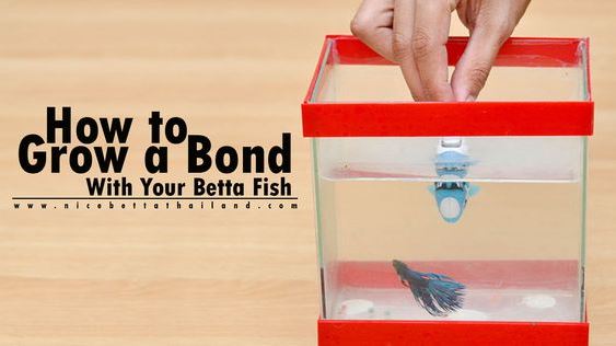 expert-reviewed-how-to-grow-a-bond-with-your-betta-fish-choosing-and-caring-for-your-betta-lets-reviewed-how-to-grow-a-bond-with-your-betta-fish-select-a-healthy-betta-with-proper-care-bett