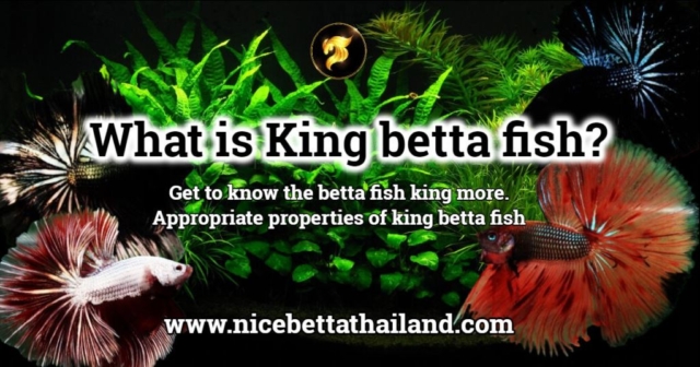 what-is-king-betta-fish
