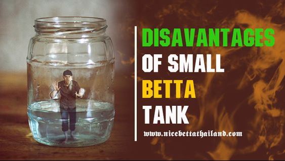 disadvantages-of-betta-fish-bowls-even-though-a-lot-of-pet-stores-sell-betta-fish-bowls-there-usually-is-very-little-room-in-the-betta-fish-in-small-cup-many-bettas-are-stress-sick-and-finally-die