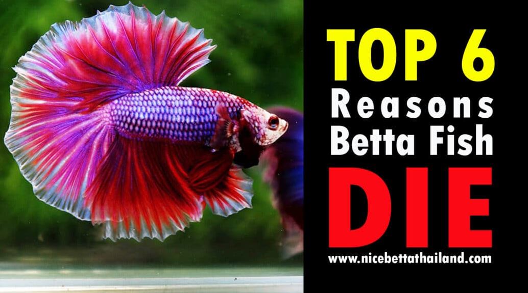 top-6-reasons-betta-fish-die-top-reasons-betta-fish-die-we-need-to-understand-betta-fish-are-among-the-most-popular-freshwater-tropical-fish-out-there-and-its-easy-to-see-why-theyr