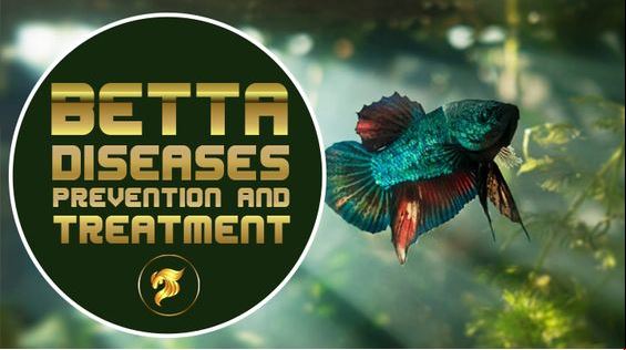 15-common-betta-fish-diseases-prevention-and-treatment-betta-fish-diseases-made-suffers-from-a-number-of-health-conditions-but-the-good-news-to-the-keepers-of-this-type-of-fish-is-that-these-health-p
