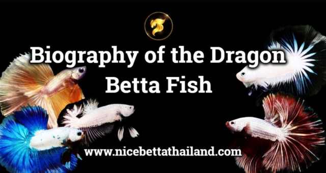 biography-of-the-dragon-betta-fish-when-it-comes-to-betta-fish-no-one-would-not-know-about-the-dragon-betta-fish-family-fighting-fish-it-has-also-been-popular-for-a-long-time-among-4