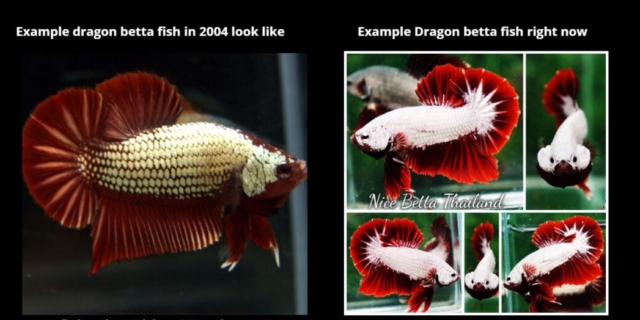 biography-of-the-dragon-betta-fish-when-it-comes-to-betta-fish-no-one-would-not-know-about-the-dragon-betta-fish-family-fighting-fish-it-has-also-been-popular-for-a-long-time-among-3