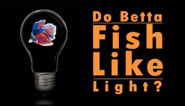 do-betta-fish-like-light-yes-betta-fish-like-light-and-no-betta-fish-dont-like-light-make-sense-ok-let-me-explain-betta-fish-prefer-a-schedule-where-they-have-regular-light-and-dark-p