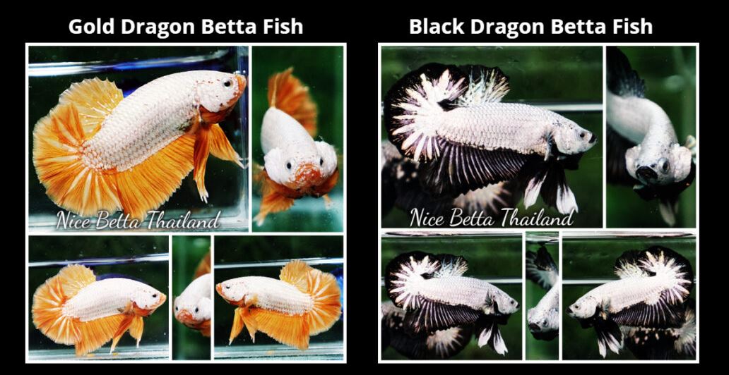 biography-of-the-dragon-betta-fish-when-it-comes-to-betta-fish-no-one-would-not-know-about-the-dragon-betta-fish-family-fighting-fish-it-has-also-been-popular-for-a-long-time-among-2