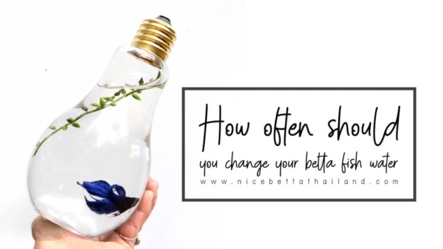 how-often-should-you-change-betta-fish-water-change-betta-fish-water-it-is-a-basic-question-that-is-asked-very-often-and-many-of-you-are-also-wondering-how-often-nice-betta-thailand-changes-the-wate