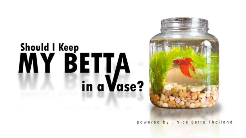 Should I Keep My Betta in a Vase? FacebookTwitterPinterestLinkedInWhatsAppRedditTumblrXSina WeiboShare Betta in a vese The pivotal question is if it’s safe for the fish. What is my stand on the issue? I do not consider a flower vase a healthy environment for a Betta fish (aka: Siamese Fighting fish), or any other species of fish, for a number of reasons. Betta in a Vase Rice Paddy Argument The primary argument made for keeping a Betta fish in a vase is that pumps, filters, and other aquarium equipment, do not exist in nature. By putting the fish in what appears to be a natural environment the assertion is made that it is somehow inherently healthier than an aquarium. Unfortunately, that is an incorrect assumption. It is true that in nature the Betta fish lives in shallow bodies of waters, primarily rice paddies and swamps. However, those waters represent a complete ecological system that a small vase cannot replicate. Those seemingly small rice paddies are actually part of a much larger body of water that dilutes toxins. Scavengers and bacteria present in the water break down wastes and render them harmless to fish living there. No closed environment can truly replicate the conditions in these natural habitats. Betta Diet The water volume isn’t the only problem with a vase. In nature, the betta fish lives on a diet that consists predominantly of insects and insect larvae. In fact, Bettas are valued for their role in controlling mosquitoes in their native habitat. The Betta’s digestive tract is built to digest meat, rather than vegetable material. Its upturned mouth is designed to grab insects that have fallen into the water. A diet consisting of vegetable matter may keep a Betta alive for a while, but it is neither natural nor healthy. Over time, the Betta will slowly be starved of the proper nutrients and more easily fall victim to disease. Even if they do not fall prey to disease, the already short lifespan of the fish will very likely be shortened even further. Water Temperature The primary reason a Betta in a small bowl is often listless is due to low water temperature. Bettas are accustomed to tropical climates, being native to native to countries such as Thailand, where the climate is hot and moist year round. The ideal water temperature for the Betta is about 80 degrees Fahrenheit. Without a heater, the water in a vase will be too cool for comfort most of the time. Although the Betta can survive at lower temperatures, when the water is too chilly they become lethargic and may even refuse to eat. Although flower vases cannot be heated, with the advent of mini-heaters, small tanks and even bowls can now be heated. If space is limited, ditch the vase and at least get a small thank that accommodates a mini-heater. Betta Breathing Lastly, there is the issue of how the Betta breathes. Like other fish, the Betta takes in oxygen from the water. However, the Betta also has a special organ that allows it to breathe air directly from the surface of the water. This organ is what allows the Betta to live in water that has very little oxygen. Studies have shown that fish with this organ must regularly breathe some air at the surface, even if there is sufficient oxygen in the water itself. Unfortunately, for the Betta, if the Lily vase is not set up with an open space at the top of the water, the Betta may become deprived of the oxygen it needs to survive. The Peace Lily Vase-Siamese Fighting fish combination has persisted as a popular fad, but it is neither natural nor healthy for the fish. A dog or cat owner would not shut their pet in a small closet with minimal heat, food, and air. Should fish be treated any less humanely? Kepp betta in a vase Summary Betta fish should not be kept in a vase. This is because the vase does not provide a complete ecosystem. Water temperature fluctuates rapidly and lacks proper aeration, which can easily lead to a buildup of dirt and debris. This can lead to illness and a shortened lifespan. Instead, keep your betta in an aquarium with basic equipment and care for its needs.