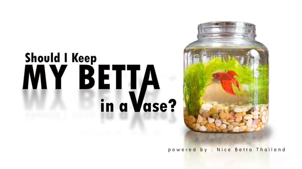 should-i-keep-my-betta-in-a-vase-facebooktwitterpinterestlinkedinwhatsappreddittumblrxsina-weiboshare-betta-in-a-vese-the-pivotal-question-is-if-its-safe-for-the-fish-what-is-my-stand-on-th
