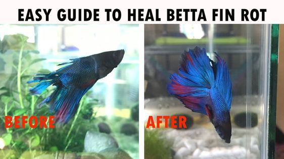 treating-betta-fish-fin-rot-lets-treat-betta-fish-fin-rot-like-many-fish-diseases-is-caused-by-a-combination-of-factors-its-a-bacterial-or-fungal-infection-meaning-the