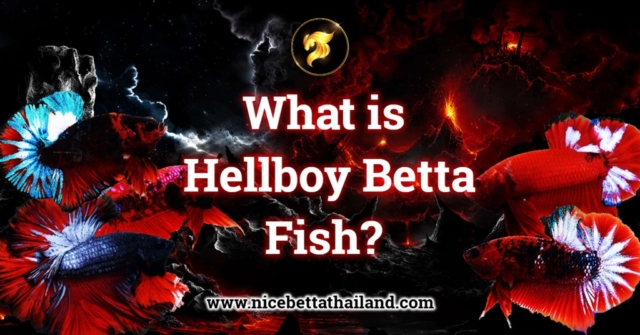 what-is-hellboy-betta-fish-hellboy-betta-fish-many-people-may-already-know-or-have-heard-of-it-but-most-people-tend-to-think-that-hellboy-is-a-fancy-betta-fish-because-it-has-the-s