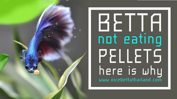 Why betta fish not eating pellets? FacebookTwitterPinterestLinkedInWhatsAppRedditTumblrXSina WeiboShare Betta fish not eating pellets this is the most problem for betta keepper. Betta need to eat to stay happy and healthy. But why betta fish not eating pellets. Many people like feed Betta fish pellets as a primary source of food. However, there seem to be a select number of Betta fish that don’t like eating pellets. Common Reasons Why Your Betta Fish Is Not Eating Pellets There are a few different reasons why you Betta fish is not eating the pellets which you are trying to feed it. Let’s go over the most common causes. You Spoiled It Now, it may sound kind of odd, but you can definitely spoil a Betta fish. It may not have been you to spoil the fish, but the breeder or pet store. Many breeders and pet stores will feed young bettas some pretty high quality foods such as frozen, freeze dried, or even live foods like daphnia and brine worms. The Betta fish quickly get accustomed to this luxurious diet and they are not quick to give up on that. So, when you bring a Betta fish home and it won’t eat pellets, it may actually be because it has developed a taste for the good stuff. Bettas can indeed be picky eaters. It may have nothing to do with their health, but simply with the fact that they like to eat like royalty. The Environment Another thing that may be causing your Betta fish to refuse to eat Betta pellets is the environment in which they live. If you have not set up the Betta fish’s tank properly, which means mimicking their natural environment, they could simply be unhappy with their surroundings. Just like people, when a fish is depressed or unhappy, it may not eat. Moreover, some Betta fish are quite sensitive to changes in their environment. If you bring them home and they are not used to the tank, or if the water parameters are not right, they may refuse to eat anything at all. The Water Yet another reason why your Betta fish is not eating pellets could have to do with the water, specifically the temperature of the water. Betta fish are tropical fish that prefer fairly warm waters. Their metabolisms are actually affected quite drastically by the water temperature. If the water in the Betta tank is too cold, it will slow down its metabolism, thus causing it to eat much less of everything. On the flipside of things, water that is too warm will increase the metabolic rate of your Betta fish and cause it to eat way more than it should. Let’s do water quality for your betta fish health A Sick Betta The other reason why your Betta fish may not be eating pellets is because it is sick or bloated. If the water is too cold, if you have been feeding the Betta foods that it can’t handle, or if you have been over – feeding it, it may be bloated and will therefore probably not eat pellets. Your Betta may also be suffering from a viral, bacterial, or genetic condition that causes a lack of appetite. The Best Solutions To Try There are a few different things that you can try doing to attempt to get your Betta fish to eat pellets, most of which are directly related to the causes listed above. Wait for a while to see what happens. If the cause is that your Betta splendens is spoiled and used to better food, it may just need some time to get used to the no name stuff, so to speak. If the reason why your fish is not eating is due to pickiness, it will probably start eating once it gets hungry enough. You can try feeding it other foods such as flakes, live foods, or some kind of frozen food. Simply put, your Betta fish might just not like the pellets at all. Once again, if it does get hungry enough and it is because it doesn’t like pellets, it will probably eat them anyway. If the cause of your Betta fish not eating pellets has to do with the water temperature, simply try making the water warmer to increase its metabolic rate. You should probably invest in a water heater either way. If you notice any signs of illness such as weird swimming, erratic behavior, lethargy, and any kind of visible symptoms, that could be the reason why your Betta fish is not eating. In this case you should bring it to a vet or expert to get an accurate diagnosis. Once your Betta is back to full health, it will most likely begin eating the pellets. Conclusion Whatever the case may be, your Betta fish is so much more than a pet, and they deserve to be treated as such. So, it is your responsibility to make sure that they are happy and healthy, a big part of which is eating right