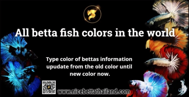 all-of-betta-fish-a-guide-on-patterns-color-in-the-world