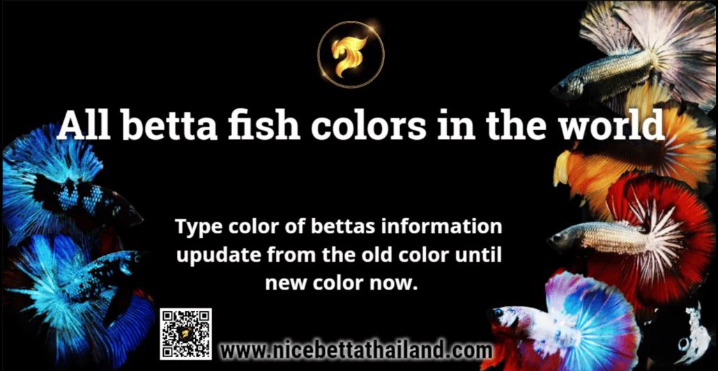 all-of-betta-fish-a-guide-on-patterns-color-in-the-world