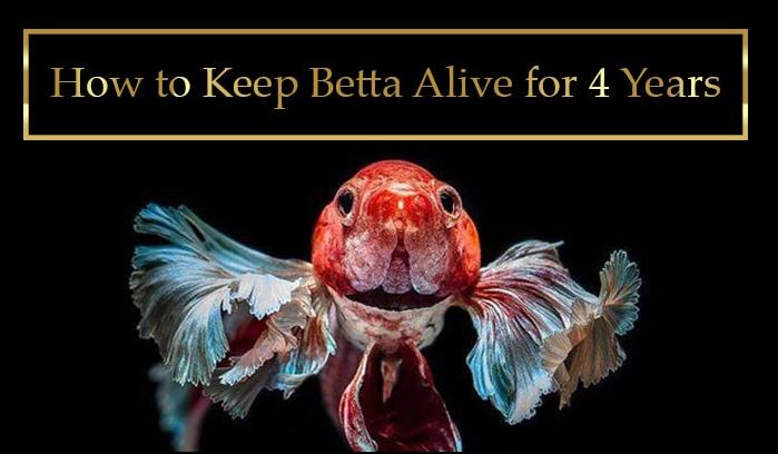 How to Keep a Betta Fish Alive for 4 Years Let’s keep your betta fish alive for long and healthy. Betta fish are very sturdy and hardy fish. They make great pets for kids because they are not expensive or hard to take care of. Even though these are tough fish, it is still important to learn some simple steps on how how to taken care of them. How to Keep a Betta Fish Alive for long time Choose your betta fish carefully. Try supporting local businesses that take good care of their fish instead of big chain pet stores. Local pet store and online bettas usually have better genetics than the ones that come from the fish farms that supply pet store chains. Genes play a large role in betta health. Young bettas are brightly colored and have long, flowing tails; as they get older, their colors dull. Choose a younger, brighter, healthy-looking fish in order to keep it alive for longer. When purchasing a betta fish, be sure to examine its tail. If it looks like it has been ripped apart (it is harder to spot on crowntails, but their fins may be curled), that means it may be biting its tail or have fin rot. Both of these signal signs of stress and bad water quality. Purchase an appropriate tank Bettas originate from Vietnam, Malaysia, Thailand, and Cambodia, where they lived in large rice paddies. Consequently, they prefer tanks that are spacious and long, rather than tall and deep. For your betta to live the happiest, longest life, provide at least a five gallon aquarium with a filter and heater. Your betta fish can survive for some time without these, but they will not live the best life. Provide your betta with multiple foods choices Bettas can be picky eaters and you should have three or more different kinds of food on hand. This way, your fish can choose between the ones that it likes and dislikes. A good way to know what your betta likes and dislikes is give him/her a little piece. If they do not eat it or spit it out, it is possible that they do not like that kind of food. Do not put your betta in a small tank with other bettas Betta fish are called Siamese fighting fish for a reason. They are very territorial and will fight to the death. If you are considering keeping more than one betta in a tank, make sure it is at least 20 gallons (75.7 L) and extremely heavily planted. Do not under any circumstances keep a male betta with another male betta. Chances are, you do not have a heavily planted tank that provides at least sixty gallons per betta. You can keep females with females, as long as there are more than five together. They will establish a pecking order and if you do not have enough, the lowest or weakest ones will be bullied to death. With more fish, the bullying is distributed enough to keep them all safe. Your fish would much prefer to be alone, however. Perform weekly water changes. In smaller tanks, change out 25% of the water each week. With a tank over 10 gallons (37.9 L), you can wait two weeks, just make sure to test the water for toxins. Add a water conditioner to your fish tank. Water conditioner can be bought at your local pet supply store. It removes chlorine/chloramines and heavy metals from tap water, making it safe for your fish to live in. Check on your fish regularly and do health checks White spots, pine coning scales, and a rust-like texture are some indicators that your fish needs treatment immediately. Play with your fish. Train it to do tricks such as jump out of the water to take food, swim through a hoop or follow your finger. Bettas can recognize faces and they become very attached to their owners.
