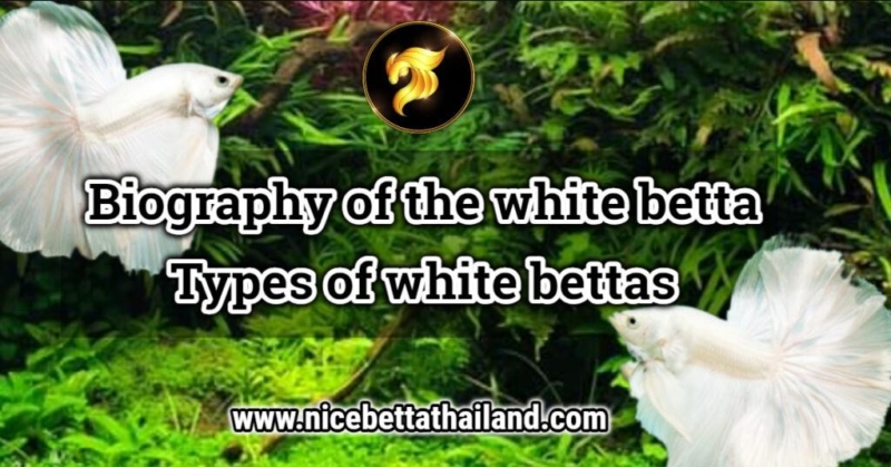 White betta fish White betta fish and will be known in the betta industry already. because it is a color that has been around for a long time and is still a constant trend But how many people will know how many types of white betta fish you see? Nice Betta Thailand will take you back to the past to get to know each type of white betta fish. Biography of the white betta White betta has been a betta since 2001. Somkiat Inthamu, Aquastar71 the world’s first white betta breeding pioneer. From the golden color, after that, light golden males and females with light golden color closest to white are taken in this group. which has golden blood to rebreed until a white gene comes out but the whiteness color at that time was very difficult to find the pure white beauty Most of them have black soot on the body most of the time, so have to develop inbreed and switch bloodlines continuously. Until now, almost no black soot is seen on the body. There are 3 types of white betta fish. White platinum betta fish White platinum bettas are white bettas with fine, shiny scales on their body. And it’s even more beautiful when it’s in an aquarium with light that hits the shining platinum that makes it look eye-catching. 2. White opaque betta fish It is a kind of white betta with white scales, maybe slightly pinkish. Because it is a fish with thin scales, it makes the flesh color pink through the scales. and the scales on its body will not shine. It will be completely mette white. 3. White Dragon betta fish Classified as a type of rare betta fish. Although classified in the general white fish category. First White Dragon betta fish in the world breed from Nice Betta Thailand International betta fish farm. The body is white, shiny, shiny, beautiful, and the scales on the body are thicker than usual, which have the features of Dragon scales in them, which are considered to be very beautiful and quite rare to find. At present, the pure white white dragon is hardly seen in the market, so Nice Betta Thailand plans to revive the “White Dragon” to see each other again. And this is the biography of all white betta fish “Siamese fighting fish” that we have given examples. Friends have questions, can ask each other.