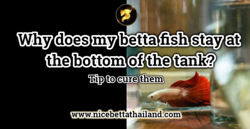 Why does my betta fish stay at the bottom of the tank Another sign of the disease is that the betta fish stay at the bottom of the tank for a long time. or more often than usual where the betta is lethargic It may be because the temperature is too high or too low. Therefore, make sure that the water in the aquarium is at the right temperature. Observe the symptoms of betta fish. The color has faded. When a betta is sick, the color will fade, and the color will disappear completely. Abnormal fins If the bettas is strong The fins are completely full, but if they are sick they may chip or have holes. Another sign of the disease It is the fin of the betta fish that rolls or closes towards the body. Because usually the fins of betta fish will spread out beautifully. Lethargic If the betta is sick will not be as cheerful and energetic as usual will slow down. Another sign of the disease is that the fish will hide Hide at the bottom of the fish tank for a long time. or more often than usual where the betta is lethargic It may be because the temperature is too high or too low. You need to check for make sure about this. Usually, betta fish that are still at the bottom of the tank. The main problem will come from the temperature changing too quickly. It may be due to water changes or external temperature factors. And this is often a problem that other illnesses can easily follow. when seeing this Initially, a little salt should be added to reduce tension in the initial stage, 1/2 teaspoon / per 1 liter of water. try to check periodically But don’t disturb the betta too much. that there are other illnesses happened or not If there are any abnormalities, please consult the tip for Caring for Sick Fish from here. Betta Fish Diseases Prevention and Treatment Betta fish stay at the bottom Summary Betta fish that are sinking to the bottom of the tank can be a sign of health problems or an unsuitable environment. The main causes include: * Water temperature is too high or too low * Rapid changes in temperature or water quality * The fish is lethargic and tired. * The color of the fish fades. * The fins are abnormal, such as missing, having holes, or retracting towards the body. If these symptoms occur, add salt (½ teaspoon per liter of water) to reduce stress and check the health of the fish for other diseases. Consult a fish treatment specialist.