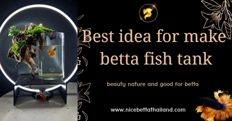 Best idea for make betta fish tank It’s a question that comes up often. What is good tank size for betta? What size of betta fish should be in a jar? What’s the good temperature for bettas? Can I add other fish with Siamese fighting fish? But when we raise it, there should be a beautiful betta fish. And beautiful cabinets to admire, right? nderstanding the right environment for betta fish First of all, you need to understand that betta fish are basically Asian fresh water life. Which is an aquatic animal that does not require much space But will be very possessive of their own territory. The optimum temperature is 24-31 degrees Celsius and the water must be steady. It doesn’t flow too hard, You can fit other fish as tank mates, which are smaller than betta fish and won’t harass betta fish such as balloon fish, neon fish or kadinal to give the aquarium a colorful look. But at the same time, there should be room for the betta fish to rest as well. This could be a commandment for betta lovers in some areas because the global temperature is not the same. Causing some of you may be required Heater helps to adjust the water temperature to be warmer. Or some of you may need to use a Filter to help filter the water more cleanly. This is good Because in the filter system You can choose to add a bio-filter that helps maintain the proper pH of the water. But there is a penalty for fish as well If the water flows too hard That might make the betta clear. Often times, you might be able to see your beloved betta fish sucked in by a filter. Cause damage to the fins Or in some cases, the fish may become trapped in the hair filter compartment. In which case this does not want to use a biological filter system. Recommended to change the water more frequently. This is better for beautiful betta fish. Gosh, but like admin. Will go out of the issue a lot In spite of what we mention best idea to create betta fish tank! Well, let’s see. Betta fish tank Summary It is recommended to maintain a hygienic Batta aquarium by maintaining a temperature between 24–31°C and using gentle water currents to prevent stress. Smaller fish such as nilfish, balloonfish, or cardinals can also be added as tank companions for aesthetic appeal. However, be sure to provide Batta’s resting areas. If the weather is too cold, a heater may be necessary. If you use a water filter, choose a filter with gentle flow. If using a Bio-filter, the water current is too strong, which can damage the fish’s fins. If you don’t want to use a Bio-filter, it is recommended to perform frequent water changes to maintain beautiful, clear water quality. A “natural” aquarium design idea is to use circular or overhead lights to clearly display the fish’s colors from all angles. The images show examples of various tank designs, such as a long, natural-style tank with circular lights, a naturally warm tank with overhead lighting, and a “natural luxury” style tank that emphasizes light and a calming atmosphere. (FAQ) Best idea for make betta fish tank 1. What temperature should a betta fish tank be at? A: It should be kept between 24–31°C for the good health of the fish. 2. Do I need a heater in my betta tank? A: If the air temperature is below 24°C, it is recommended to use a heater. 3. Do betta fish need a strong or weak current? A: You want a gentle or still water current to avoid damaging the fins or stressing the fish. 4. Is it good to use a Bio-filter? A: Good, but you should choose a type that flows slowly. If the current is too strong, it can be dangerous for the fish. 5. What should I do if I don’t use a water filter? A: You must change the water frequently to maintain water quality. 6. Can betta fish live with other fish? A: Yes, if it is a small fish such as a stingray, balloon fish or cardinal fish, but they must not cause any disturbance to each other. 7. Should an aquarium have lights? A: There should be lights to clearly show the fish colors and make the tank more beautiful. They should be turned on and off at regular times. 8. Are circular lights suitable for betta fish tanks? A: Very suitable because it provides even light and makes the fish’s colors stand out. 9. Does the betta fish tank need a cover? A: It is recommended because betta fish can jump out of the tank. 10. What size tank is suitable for a betta fish? A: For one betta fish, the tank should be 2-5 liters or more to allow the fish to swim easily. 11. How often should the water be changed? A: If there is no filter, it should be changed every 2–3 days. If there is a filter, the frequency can be reduced. 12. Can gravel or rocks be used to decorate the tank? A: Yes, you can, but you should wash it thoroughly and avoid sharp edges. 13. How do I arrange a cabinet in a luxurious, natural style? A: Use soft lighting, simple decorations, natural tones, and emphasize openness. 14. Why do you need to make your cabinet beautiful? A: Because it helps reduce stress in fish and makes them look pleasant and creates a good atmosphere in the house. 15. How can we make the fish in the tank show their beauty to the fullest extent? Answer: If you set up your fish tank according to this article, it might not be enough to impress you. It is recommended to look for high-quality betta fish so that they can show their beauty to the fullest extent. And Nice Betta Thailand has a store that sells the highest quality betta fish in the world.