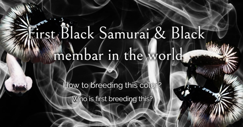 First black samurai and Black mambar in the world If we talk about Siamese fighting fish for this moment no body don’t know Black samurai or Black mambar betta fish. But only few people know how they come and how to breeding this color How they come? and How about genetic? This article will let you know and easy to understand Briefly the moment on successful breeding in 5 years into a short text. Back to since 2007 Somkiat Intamu by Aquastar71 think about create Betta fish black color but need to have some few scales on body for more easy take a picture because Solid Black betta fish camera is hard to focus and take a picture. But this moment still have Super Black Black Copper & Black Dragon only. Many people may think that it is not difficult because there is a similar color to develop the Back color have scales on body like Black Samurai. But that’s not at all. He got try many pair from Super Black with Black Copper and Super Black with Black Dragon many time in 2 years breeding this color he still not succeed until he began to lose hope. He made all leave the decisions fry breeding he mad about black samurai. Until finally, He changed a new plan for cultivating a new color with his plans to breed Black White Dragon color. He made the decision to breed this color by use Black Copper already have Black Mustard Gas in genetic breeding with Black Dragon. Finally he got Black Warior this his name his fish. Black Warrior but He buyer make fish name Black Samurai and all most people Call Black Samurai since then. What about HMPK Black Samurai? HMPK Black Samurai you can buy any where about this color in Plakat shot fin because easy to control for fin not cello. Not like half moon if genetic not strong color all most fin is cello or white. Half moon Black Samurai Hard to find until now. Because when breeder breeding this color the problem is cello will hard to sale. That any breeder in Thailand not popular breeding in long tail have any problem more than shot fin example bite fin, fin rot, roll fin So that why hard to buy in half moon Black Samurai or Black mambar New Black mamba samurai genetation in 2024 And also this type develop from black samurai to rare betta fish called Shadow Black Star Samurai in 2024 breeding by Nice Betta Thailand It will be different from the past that had white and covered the black on the fins. And it is considered very rare to have a black fighting fish with white on one fin, similar to a killer whale. It is another success from Nice Betta Thailand Farm. Currently, finding fighting fish of this color is still difficult as before due to the ferocity of genetics that often fight each other to death at a young age. But you can find them all from our farm directly or Nice Betta Thailand Partner stores. First black samurai and Black mambar Summary The development of the world’s first black fighting fish lines, “Black Samurai” and “Black Mambar,” began with the intention of creating black fighting fish with a shiny sheen and slight silver scales. Although the initial crossbreeding of various black lines was unsuccessful, the crossbreeding of Black Copper with the Mustard Gas gene with Black Dragon resulted in a new fighting fish line with a deep black body and distinct patterns. Later, the Halfmoon tail line was developed, resulting in the “Black Mambar.” Despite the difficulty in fin quality, both lines have been accepted since 2011, and breeders have continued to develop them, resulting in the “Shadow Black Star Samurai,” which has a distinctive white fin contrasting with the black body, making this group of fish very distinctive and rare in today’s market. FAQ – First Black Samurai and Black Mamba Betta Fish in The World 1. What type of betta fish is Black Samurai? It is a deep black betta fish with a shiny finish and slight silver scale pattern which is the result of the development of a specialized breed. 2. Who developed the Black mamba HM breed? The breeder is Mr. Somkiat Intamu, the founder of this line. 3. What is the starting point of breed development? It started with the intention of creating a black fighting fish that is beautiful, sharp, and has shiny, contrasting scales that are clear and photograph well. 4. Why is it difficult to produce a jet-black betta fish? Because black fish tend to absorb light, creating shadows and clear patterns is difficult. 5. What are the pre-mixed lines? There have been several attempts to cross Super Black, Black Copper and Black Dragon lines, but they are not perfect. 6. What was the turning point that led to the Black mambar HM line? The crossbreeding of Black Copper with the Mustard Gas gene with Black Dragon. 7. What are the characteristics of Black Samurai? The body is deep black, sharp and has some silver scales that add to its prominence. 8. What type of betta fish is a Black Mamba? It is a black betta fish in the same group as the Black Samurai, but it is a Halfmoon tail type. 9. Why is Black Mambar more difficult to develop? Because the Halfmoon’s tail requires high perfection and often has problems with uneven fins. 10. What year did these breeds originate? It has been officially recognized since around 2011. 11. What is Shadow Black Star Samurai? It is a newly developed species with a deep black body but prominent white fins, similar to a killer whale. 12. Why is Shadow Black Star Samurai so rare? Because it is a new line that can be bred in small quantities and requires high genetic stability and is only sale at Nice Betta Thailand. 13. What are the silver scales on fish from? It comes from the results of the Black Dragon genes and the Copper trait being mixed together. 14. What are the key features that make the Black Samurai and Black Mambar lines so popular? Its deep black color, sharp style, unique pattern and rarity make it a collectible betta fish.