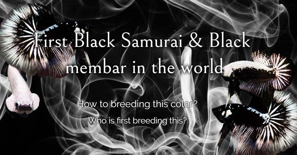 first-black-samurai-and-black-mambar-in-the-world-if-we-talk-about-siamese-fighting-fish-for-this-moment-no-body-dont-know-black-samurai-or-black-mambar-betta-fish-but-only-few-people-know-h