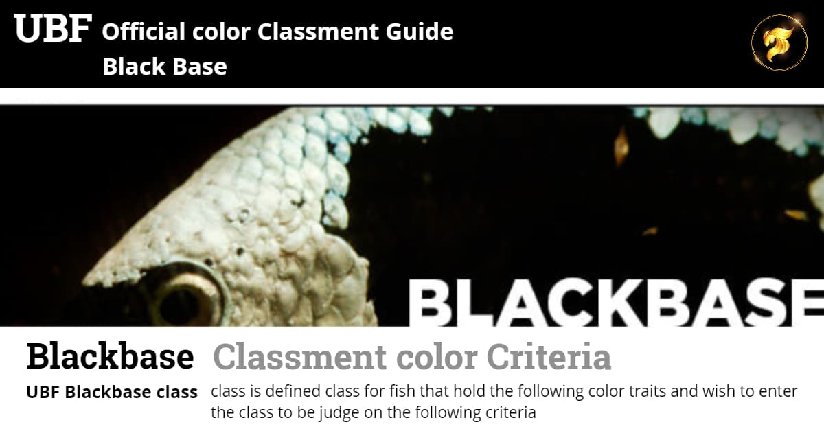 class-color-betta-fish-guideline-black-base-betta-fish-ubf-black-base-class-class-is-defined-class-for-betta-fish-that-hold-the-following-color-traits-and-wish-to-enter-the-class-to-be-judge-on-the-fo