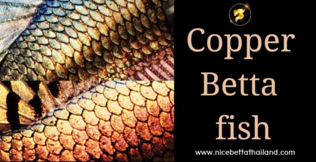 copper-betta-fish-copper-betta-fish-it-is-a-beautiful-betta-that-has-been-popular-for-a-long-time-and-is-getting-more-and-more-popular-both-in-thailand-and-abroad-from-the-past-to-the-present-it-can-2
