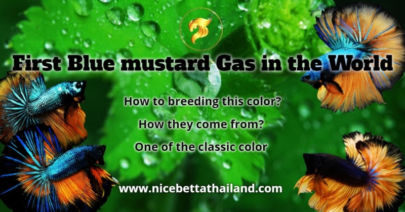 First Blue Mustard Gas betta fish in the world If talking about Blue Mustard Gas betta, there are no betta lovers don’t known . Because this is one of the colors of betta fish that has been around for a long time. But only few people know know how the Mustard Gas betta is? History of Blue mustard Gas one of the classic color betta fish If talking about Blue Mustard Gas betta, there are no betta lovers don’t known . Because this is one of the colors of betta fish that has been around for a long time. But only few people know know how the Mustard Gas betta is? Blue mustard Gas has been developed since 1996 and was first found in Thailand’s top big betta farm. Known as Je ree Farm, it was a color that was very popular in that era. Many people asked for have this and often insufficient to meet the needs of customers. Original line of Blue mustard Gas Do you know how Blue mustard was developed? Back in 1994, the most common siamese fighting fish or betta fish were red, yellow, orange, blue, green or turquoise, and imperfect colors such as Yellow net, Orange net and Chocolate mustard. In order to create new colors, this breeder came up with new ideas. Fish that were classified as color-deficient or incomplete fish during that period, Chocolate mustard. which is a dark yellow fish with more soot on the body than usual or it can be called Yellow fish that are not clean. (Chocolate bettas) Bring Chocolate mustard + Royal blue Chocolate mustard + Turquoise In the first generation, it can be seen that most of the fish are colored. The body is green with fins, the tail is red, yellow, orange, mixed with each other. But that made Breeder realize that he was close to achieving what he had set out to do. Therefore, we have chosen a color that has a blue body and a reddish-orange tail. and green body The tail is red with an orange tint. In this generation, the children came to breed again. Until the birth of this third generation, he was very successful. Many of the young fish came out as he set out to meet his goals: Blue mustard Gas and Green mustard Gas. It is a very eye-catching color in that era because Mustard Gas will have another distinctive feature that is. caudal fin area will reflect blue light The glitter is the point of interest. Highlights of Mustard Gas Mustard gas tail What about Mustard Dragon Genetic? Mr. Somkiat Intamu from Aquastar71 saw that Mustard Gas also has a flaw in the scales that are often uneven and the head area is often black. No blue or green, whole body Therefore, this color has been developed even better. Therefore, he decided to develop Blue Mustard Gas bring from Je Ree Farm. He used Blue Mustard Gas and DTHM Copper Gold. The results in the first generation were beyond expectation. He immediately succeeded in the first generation of the development of this color. Most of the larvae have color around the head and body. Not black, only the head like their ancestors And that is beyond expectation. From the fact that he had chosen to use Double tail for breeding Gives his fish full fin. Also known as the Full moon and the birth of the “Sky Hawk” for the first time. called spelling those People who loved betta fish in those days were not less. Currently, Blue mustard Gas is a color that is popular in certain groups. Blue Mustard Gas Dragon line Mustard gas betta fish How are you doing with this article History of the Blue Mustard Gas Betta fish? I hope that you will enjoy going back in time with this colored fish quite a bit. Mustard gas betta fish Summary It was developed in Thailand in 1996 by a farm called Je Ree Farm and was considered a classic breed that was highly popular at that time. The origins of this breed were crossing imperfectly colored fish such as “Chocolate Mustard” with “Royal Blue” and “Turquoise” lines to create striking new colors. Its distinctive features include a blue-green, greenish body, some may have a red-orange tail, and reflective scales called “glitter” on the tail and fins. Later, the breed was further developed by Somkiat Intamu, who crossed Mustard Gas with “DTHM Copper Gold” to correct weaknesses such as uneven scales or a black head. The result is the “Blue Mustard Gas Dragon line” which has become popular among betta fish enthusiasts and remains a popular choice for collectors.