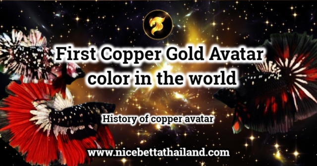 first-copper-gold-avatar-color-in-the-world-shadow-copper-gold-avatar-gold-black-star-no-betta-lovers-dont-know-about-color-for-this-moment-but-do-you-know-when-did-this-color-first-emerge