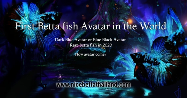 first-betta-fish-avatar-color-in-the-world-return-to-shake-the-siamese-fighting-fish-industry-once-again-with-a-big-breakthrough-in-the-color-dark-blue-colors-betta-fish-avatar-or-blue-black-avatar-th