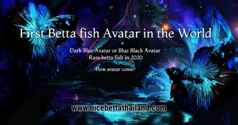 First betta fish avatar color in the world Return to shake the Siamese fighting fish industry once again with a big breakthrough in the color Dark Blue colors Betta fish Avatar or Blue Black Avatar that many of you probably already know. With unique characteristics and characteristics Shine in the dark Shiny green The shiny black and silver contrasts with the black, which attracts the eyes of the Betta lover. It is also considered a very difficult to have betta fish for the half moon tail for this color and has a very high hammer price in this era 2020. How did the betta fish Dark Blue Avatar or Blue Black Star occur? Is the most hilarious question that has been asked often Many people think that Betta fish breeder Nice Betta Thailand is the first success, but the truth is not. The avatar color was started by Somkiat Intamu, our Breeder professor, who invented and achieved this color. Which was inspired by documentary the image of the stars Blue, Green, Black Cut from Nebula Then came up with the idea of ​​creating this kind of fish color for many years to succeed, but he was not the one who named the fish. Many of you may have a question in your mind. Who would you name Avatar? It is obvious that our customers created this name because many people compared this color fish with the famous movie Avatar, resulting in a popular phrase called Blue Black Avatar or Dark Blue Avatar. How has this fighting fish originated? Blue betta fish Avatar or Dark Avatar betta , based on bloodline, is the Blue / Green Peacock fish. Breeders have chosen to use Peacock, a fish that has stripped green cut black scales in Inbreed 2 generations, resulting in a black light. When the breeder gets the black light fish, he must also select this color to breeding again in order to stay stable and firm. Breeder will bring this color fish by selecting fish with fins on the top, bottom fins as well as the Balance tail. Breed with the Black Candy itself. At this point, many of you are wondering what Black Candy is and how it came. Black Candy is the color fish Candy or Nemo that are Inbreed by choosing a fish that has a dark body. Inbreed 2-3 Generation to create a strong dark blood in the blood. Black Candy is the color fish Candy or Nemo that are Inbreed by choosing a fish that has a dark body. Inbreed 2-3 Generation to create a strong dark blood in the blood. After that I will use Black Candy breeding with Black Light, resulting in the color of Black Black Avatar or Dark Blue Avatar betta fish. When breeding is successful, the first generation fish will have green, black, and a slight orange and red color in their tail fins, but that is a successful result. The breeder then selects the dark black color, the fish scales show the green-black Galaxy or bring the black and clear silver to breed again, resulting in the Strong Avatar color. Many of you are probably wondering how long this fish is breeding. We can answer easily. With the element of fish blood that already exists, it takes only 2 years to succeed for strong genetic. That why betta fish avatar? This colored fighting fish is considered to be a very rare fish for Half moon and is very expensive now 2020. With very few possessions Because this fish for the long tail is the new hammer color and there are still very few in the world If you have any comment about Avatar betta fish please comment bellow Did you know that Avatar colors are currently being developed to include more than just blue and black? That’s right, now in 2024, Avatar colors have been developed and become more prominent. And catching the eyes of those who love betta fish more is the Copper Avatar color. With the metallic color elements of Copper, especially the Galaxy scales on the black body that are perfect. It is considered to be a very popular betta fish. First betta fish avatar color Summary “First betta fish avatar color in the world” from Nice Betta Thailand refers to the Dark Blue / Blue-Black Star Avatar betta fish, which has shiny silver-green-black scales when exposed to low light. This species was developed by Somkiat Intamu from the inspiration of the image of stars in a nebula. The original breed was crossed between Peacock (green-black) and “Black Candy” (a Candy/Nemo fish that was bred to be darker), with subsequent generations selected for darker colors and shiny scales, resulting in the stable Avatar color. It takes only about 2 years of breeding to get strong and stable genetic traits. This fish is relatively easy to find for its short tail, but it is also a bit rare for its “Half Moon” tail version, which is highly valued in the 2020 market due to its relatively recent development and low production. The Avatar colorway has now evolved to Copper Avatar, a coppery gold color on a black body with a metallic sheen and distinctive “Avatar Galaxy” flakes.