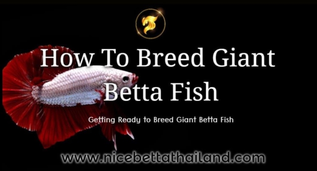 how-to-breed-giant-betta-fish-giant-betta-fish-are-one-part-of-betta-type-you-may-want-to-try-your-hand-at-breeding-giant-betta-fish-in-this-article-we-will-discuss-how-to-breed-giant-betta-fish-the