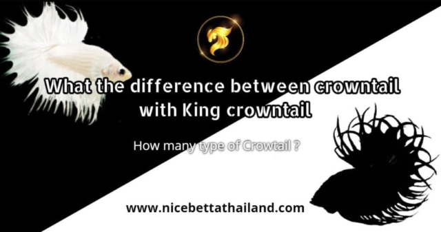 what-the-difference-between-crowntail-with-king-crowntail-what-is-king-crowntail-it-is-a-very-common-question-for-beginner-betta-lovers-first-of-all-you-need-to-get-to-know-the-general-crowntail-be