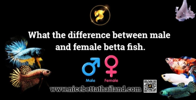 what-the-difference-between-male-and-female-betta-fish-if-we-talking-about-the-difference-between-male-and-female-betta-fish-this-is-a-question-that-nice-betta-thailand-is-often-asked-which-those-of