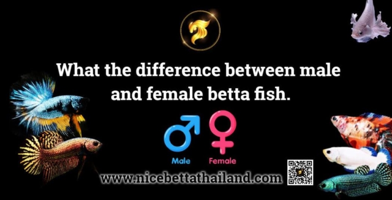 What the difference between male and female betta fish If we talking about the difference between male and female betta fish. This is a question that Nice Betta Thailand is often asked. which those of you who have loved betta fish for a long time already know But there are still newbies who fall in love with betta fish and keep asking this question. Here’s how to notice the sex of the fish especially small fish under 2 months will seem even difficult for a beginner. Look at the color. Males have a brighter color than female fish. Color can be seen clearly only when the fish is 2 months old or older. Look at the machine, look at the fins and dorsal fin. The male betta fish has a longer ventral fin than the female. It has a long fuselage to the tail. The female’s dorsal part is much shorter. Notice under the belly the point under the belly of the fish. If a female fish Under the belly, there is a soft white spot at this point, which is commonly referred to as the fallopian tubes. In fact, it is not an egg. but the fallopian tube The Different male betta fish and female betta fish To make it easier to understand, let’s look at an example pictures of siamese fighting fish. These for all example picture for male and female same type. That’s Easy right? Hope your enjoy & happy to learn about bettas The difference between male and female betta fish Summary Males have longer fins, brighter colors, and larger bodies. Females have shorter fins, lighter color, and a shorter, rounder body. Males are aggressive and use it to fight and mark territory. Females betta have white spots near their pelvic fins, indicating their oviposition. Males spread their fins and show their colors when they want to mate. Females are usually not aggressive and can live in groups. The difference will be obvious after 3 months of age. Observing behavior and external characteristics helps to accurately determine the sex. (FAQ) The difference between male and female betta fish 1. What is the difference between male and female betta fish? Males have long fins, bright colors, and larger bodies. Females have shorter fins, paler colors, and a shorter, rounder body. 2. Why are males more colorful than females? Because males must use bright colors and beautiful fins to show their power and attract females during mating. 3. What are the distinctive characteristics of females that can be clearly distinguished from males? There is a small white spot near the pelvic fin called the “egg spot”, which is the egg-laying organ. 4. Is it true that male betta fish are more aggressive? True, males are aggressive, using them to fight to mark territory and protect their territory. 5. Can multiple females live together? Females are usually not aggressive and can live together in the same tank. 6. At what age can you definitely tell the sex of a betta fish? The difference is usually visible after 3 months of age. 7. If the betta fish is very young, how can you tell its gender? Behavioral observation must also be observed, for example, males will begin to spread their fins and show their colors as they grow older. 8. Can male betta fish live with females? They can only be kept during breeding, after which they should be separated to prevent fighting. 9. Can female betta fish lay eggs without a male? Eggs can be released, but the eggs will not be fertilized and will not hatch into fry. 10. Why do males need to create bubble nest? The male builds a bubble nest on the surface of the water to lay eggs and raise them until they hatch into fry.