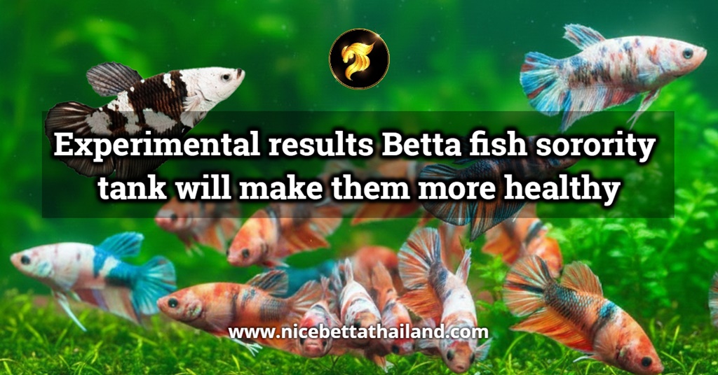 experimental-results-betta-fish-sorority-tank-will-make-them-more-healthy-and-long-lifespan-in-the-betta-fish-world-everyone-knows-that-proper-breeding-is-the-key-to-having-strong