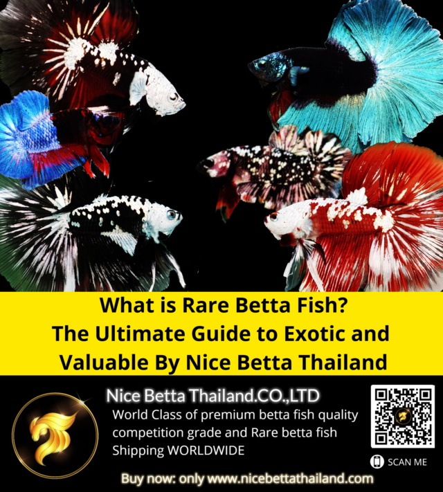 rare-betta-fish-the-ultimate-guide-to-exotic-and-valuable-by-nice-betta-thailand-rare-betta-fish-are-among-the-most-captivating-and-valuable-freshwater-fish-in-the-aquarium-hobby-with-their-dazzling