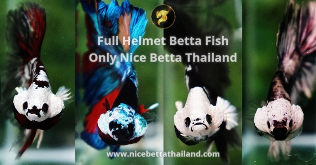 class-color-guideline-helmet-or-headgear-betta-fish-ubf-headgear-betta-fish-one-of-the-most-special-betta-fish-classes-in-our-ubf-show-100-rare-fish-only-samurai-helmet-tancho-classic-monster-or