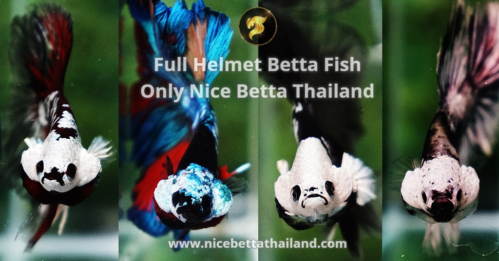 class-color-guideline-helmet-or-headgear-betta-fish-ubf-headgear-betta-fish-one-of-the-most-special-betta-fish-classes-in-our-ubf-show-100-rare-fish-only-samurai-helmet-tancho-classic-monster-or