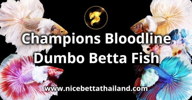 champions-bloodline-dumbo-betta-fish