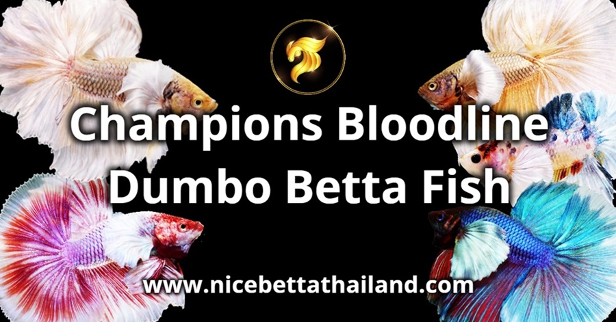 champions-bloodline-dumbo-betta-fish