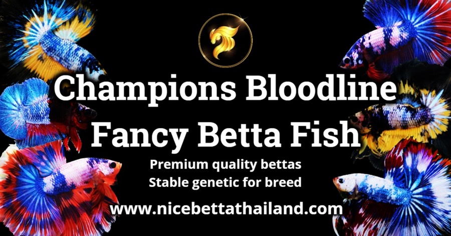 fancy-betta-fish-the-ultimate-academic-and-commercial-authority-by-nice-betta-thailand-the-worlds-highest-quality-fancy-betta-fish-for-collectors-breeders-investors-and-global-markets