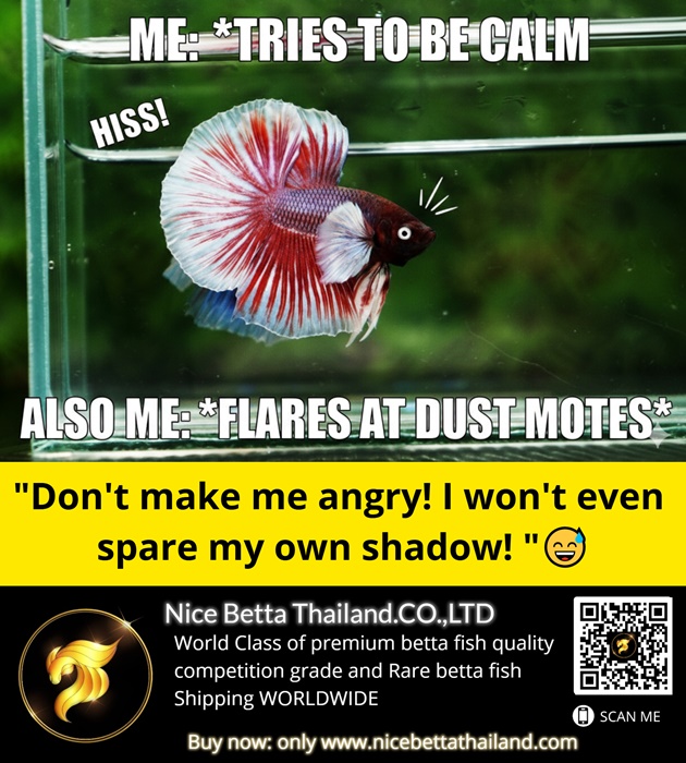 dont-make-me-angry-i-wont-even-spare-my-own-shadow