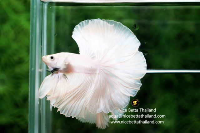 white-betta-fish-premium-quality-from-nice-betta-thailand